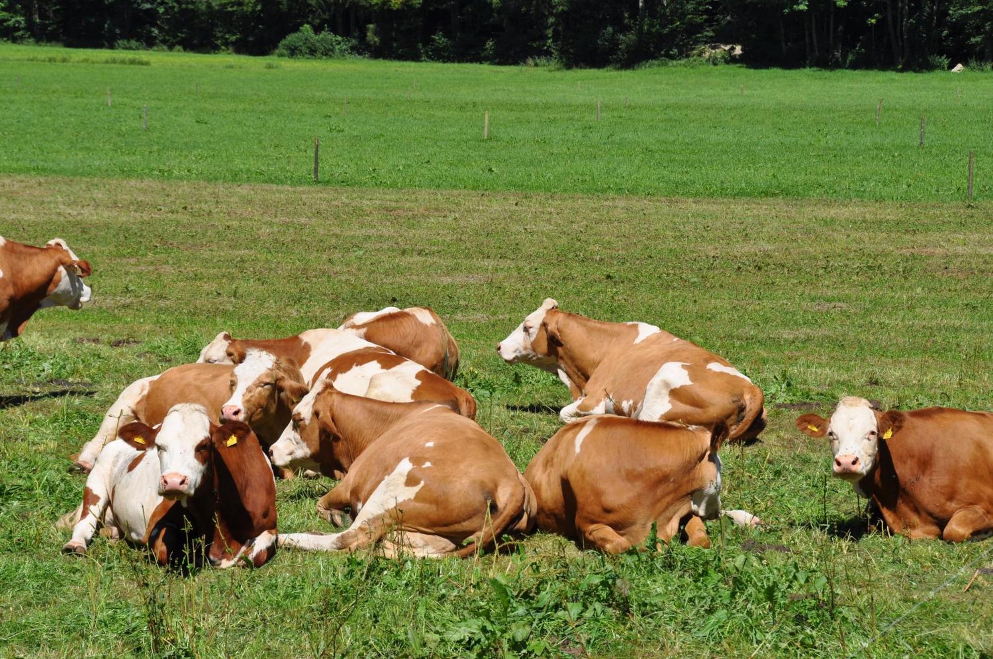 Ferienwohnung Dichtlbauer Sankt Gilgen Esterno foto