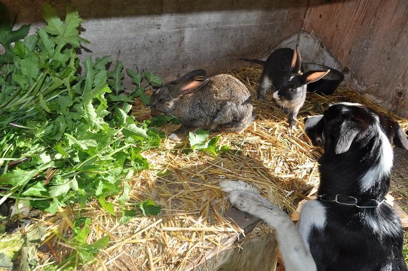 Ferienwohnung Dichtlbauer Sankt Gilgen Esterno foto
